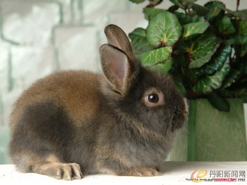 grey_rabbit032.jpg