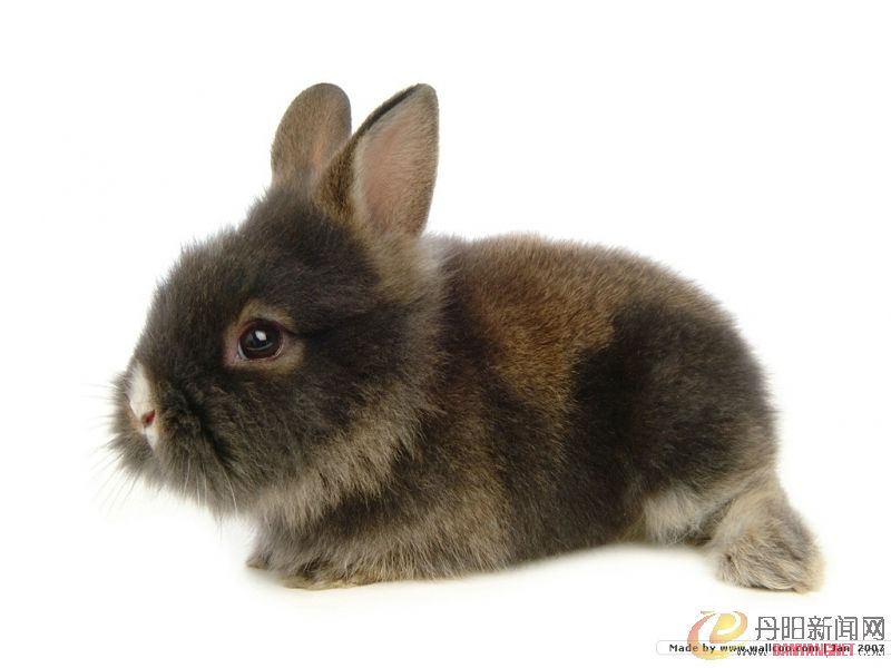 grey_rabbit034.jpg