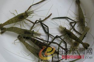 河虾3112.jpg