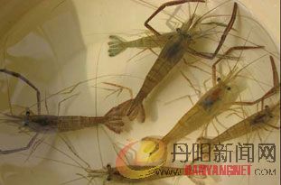 河虾311.jpg