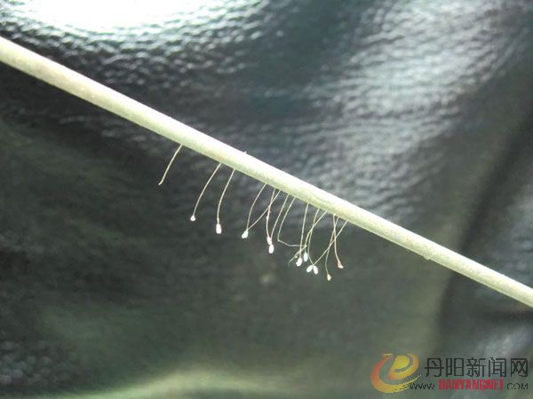 钢丝葬花600.jpg
