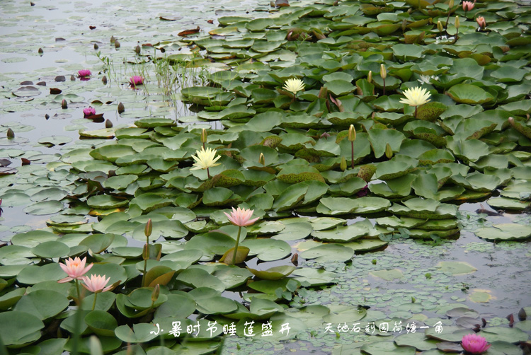 小暑时节睡莲盛开时.JPG