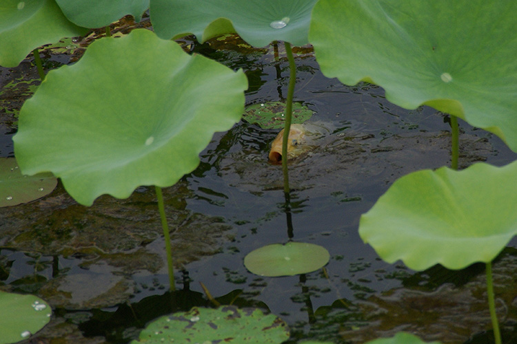 荷塘鲤鱼肥 06.jpg