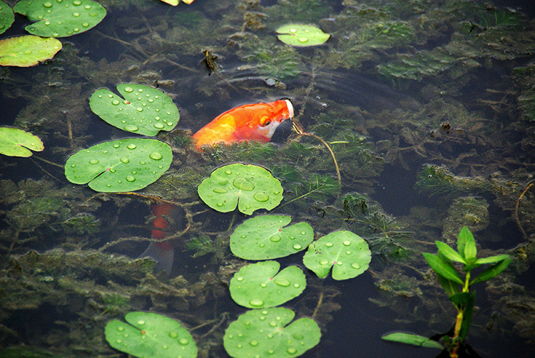 荷塘鲤鱼肥 08.jpg