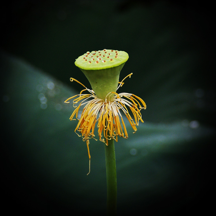 落花花落别样美 03.jpg