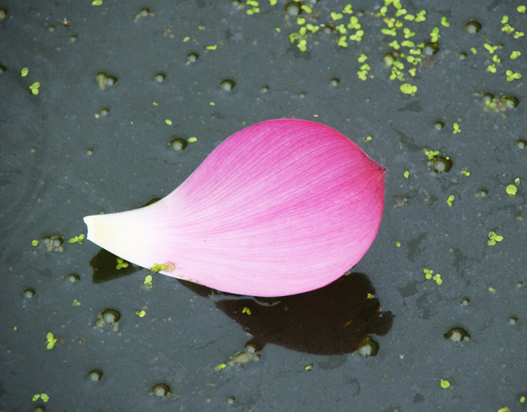 落花花落别样美 09.jpg