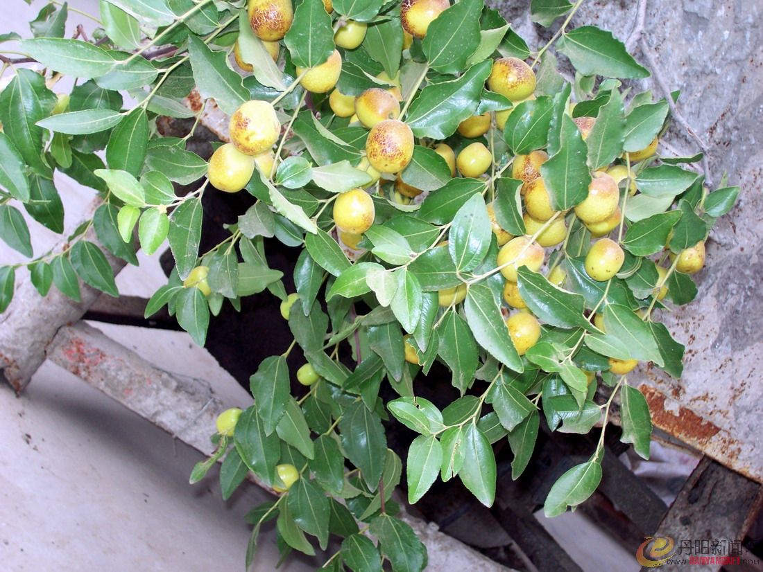 照片农村 011.jpg