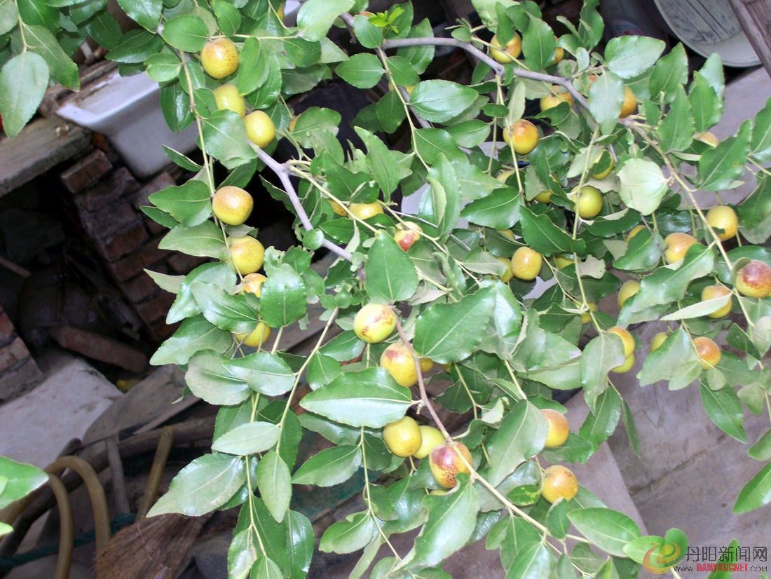 照片农村 012.jpg