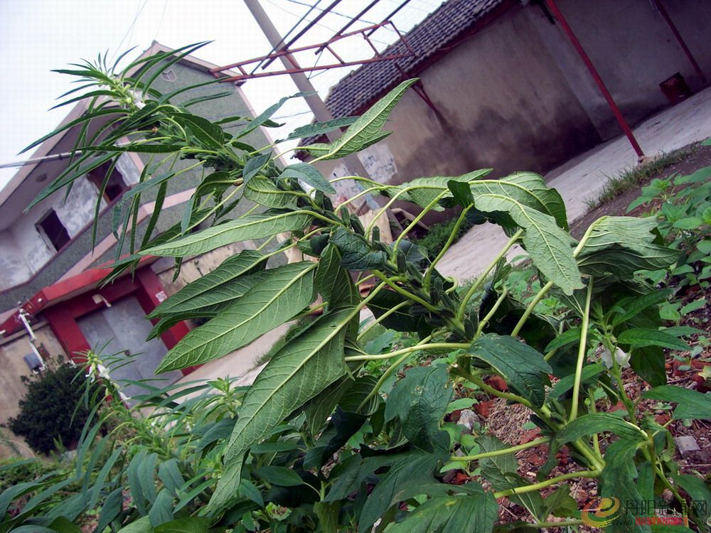 100_1098.jpg