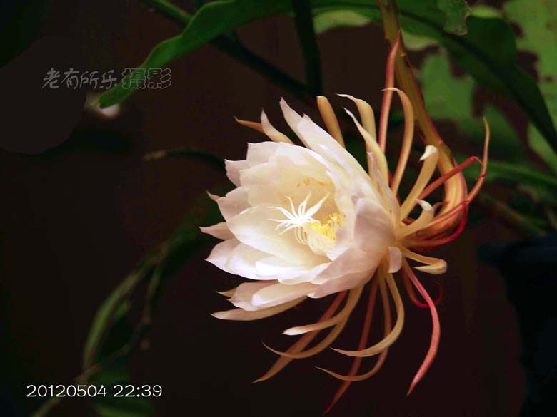 昙花 005.jpg