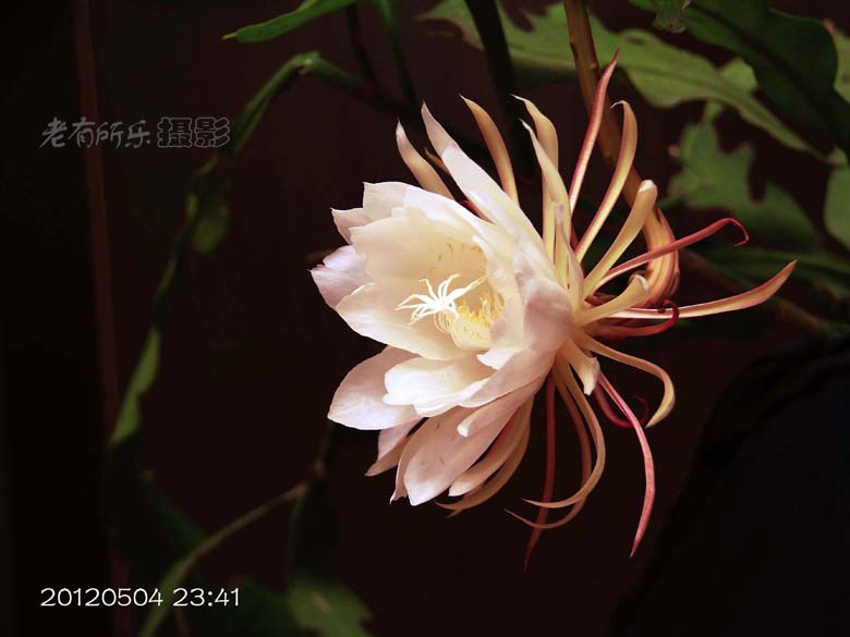 昙花 006.jpg