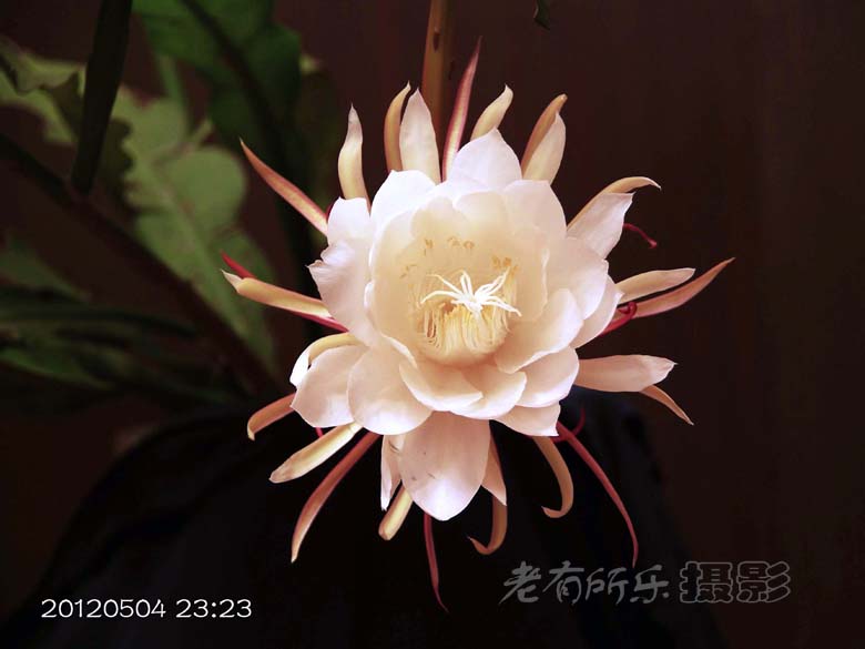 昙花 008.jpg