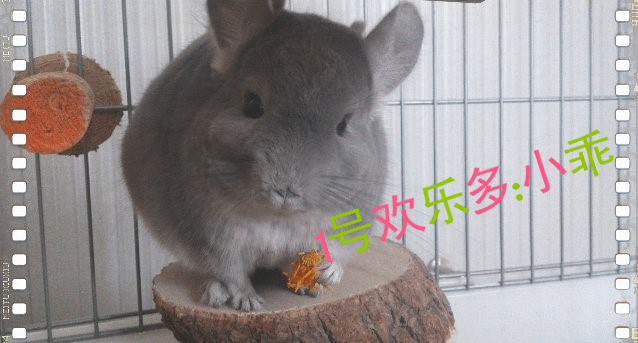 11_副本.gif