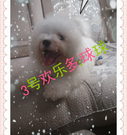33_副本.gif