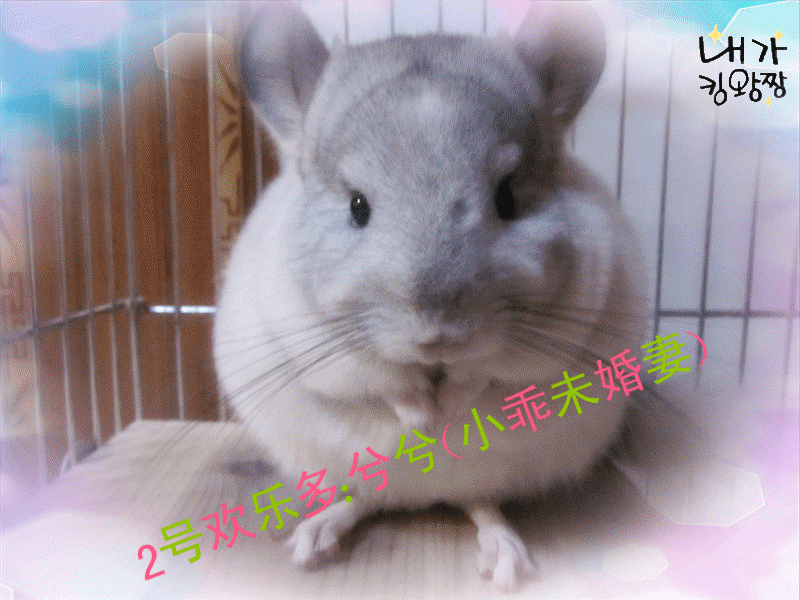 兮兮_副本.gif