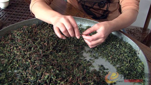 秋茶600.jpg