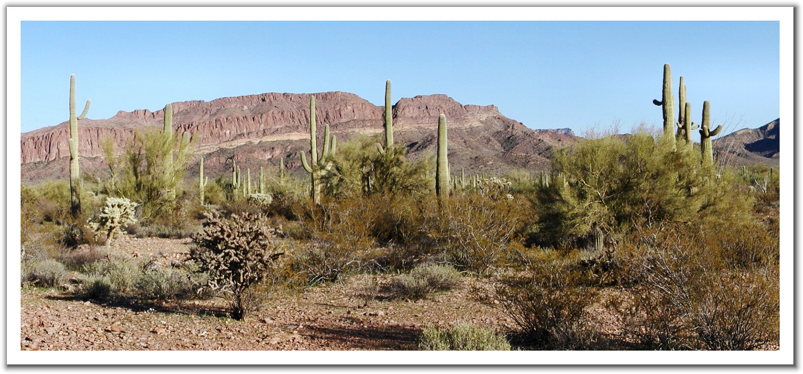 010831_Saguaro_Landscape.jpg