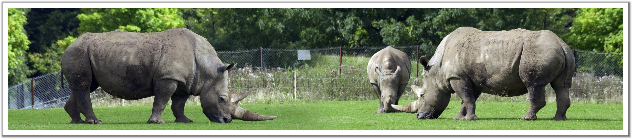 010904_Rhino_Head_to_Head.jpg