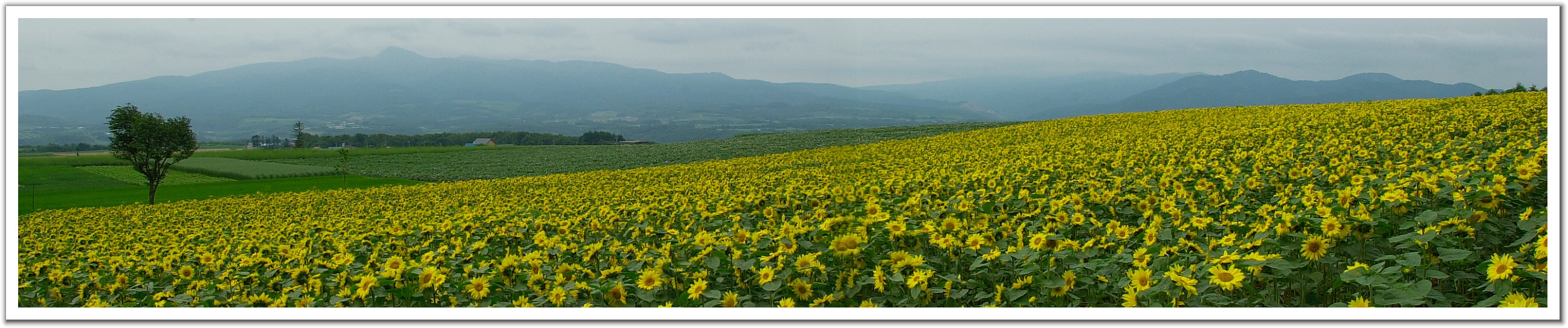 175974-Sunflower%20Hill.jpg