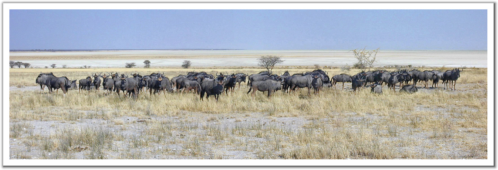 247823-Wildebeest%20herd%20in%20Etosha%20National%20Park%20Africa.jpg