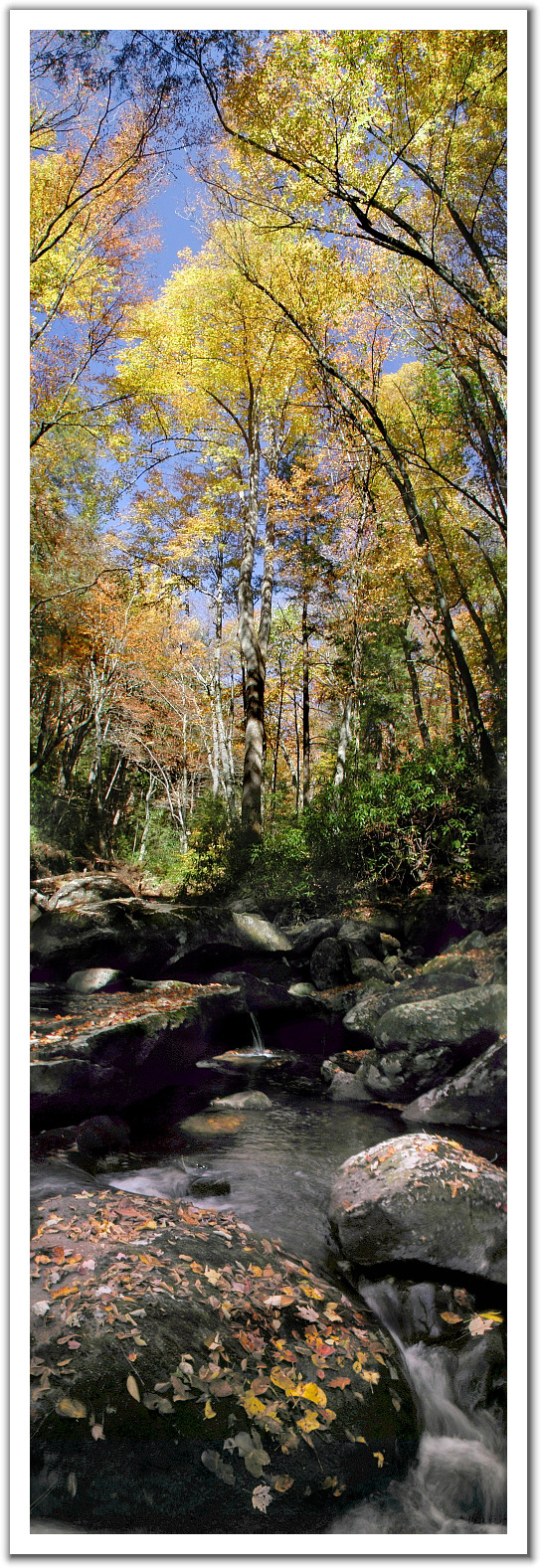 248854-Fall%20in%20the%20Smokies.jpg