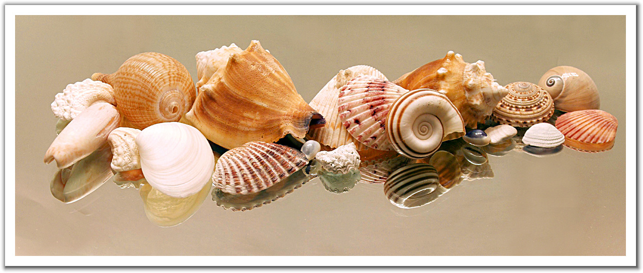 273570-Sanibel_Shells.jpg