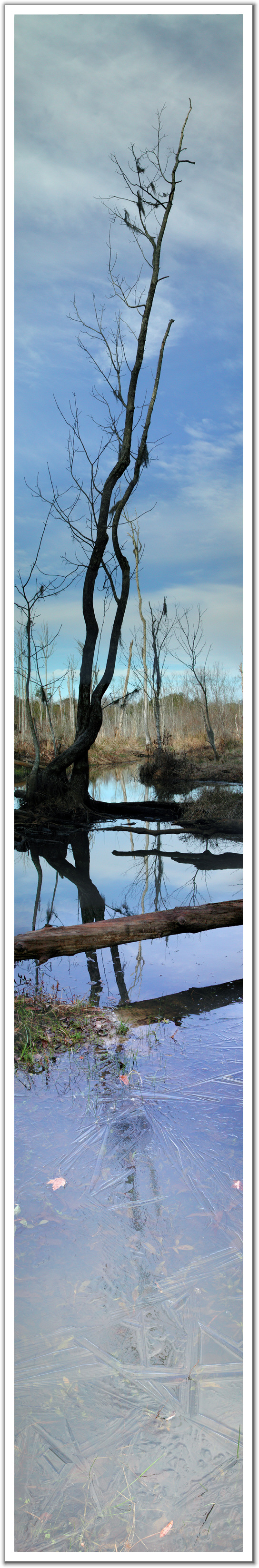 289403-Reflection_On_Thin_Ice-Boggy_Gut_Creek_In_Georgia.jpg