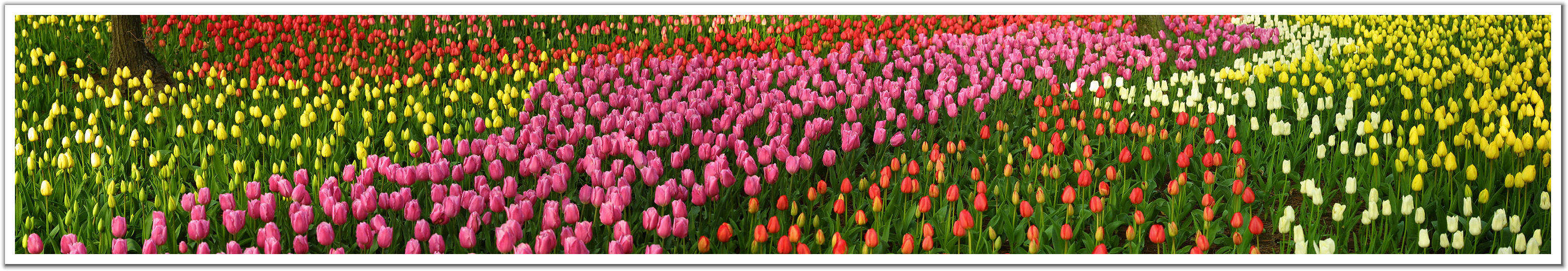 298789-Tulip%20Garden.jpg