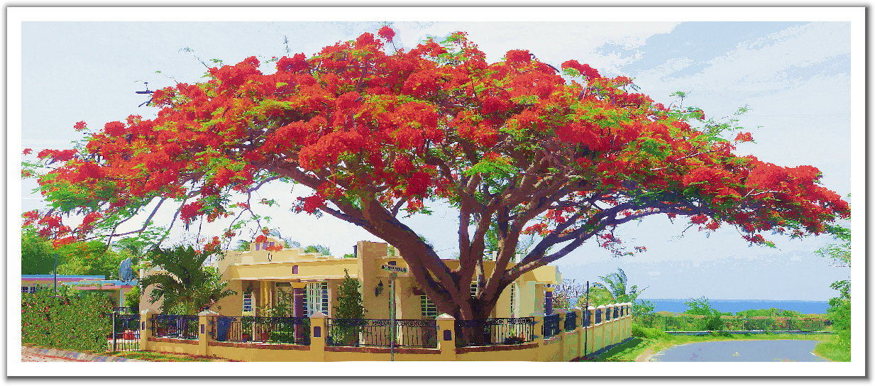 328707-Flamboyan_Tree.jpg