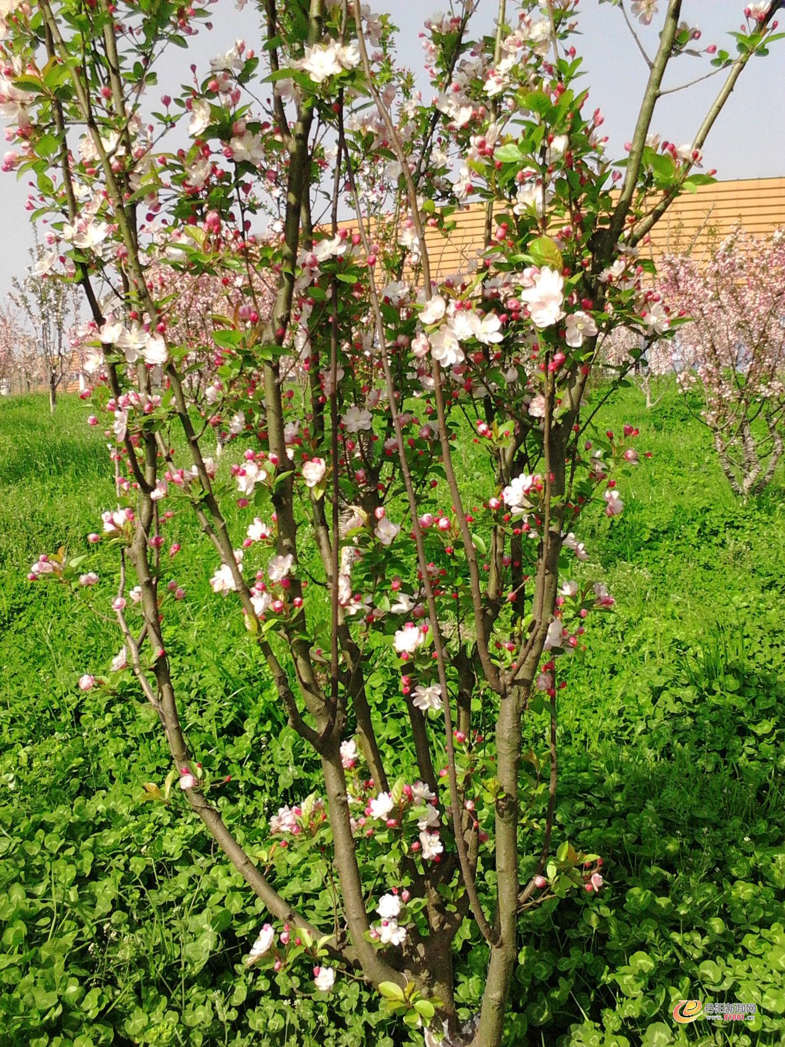 IMG20130331011.jpg