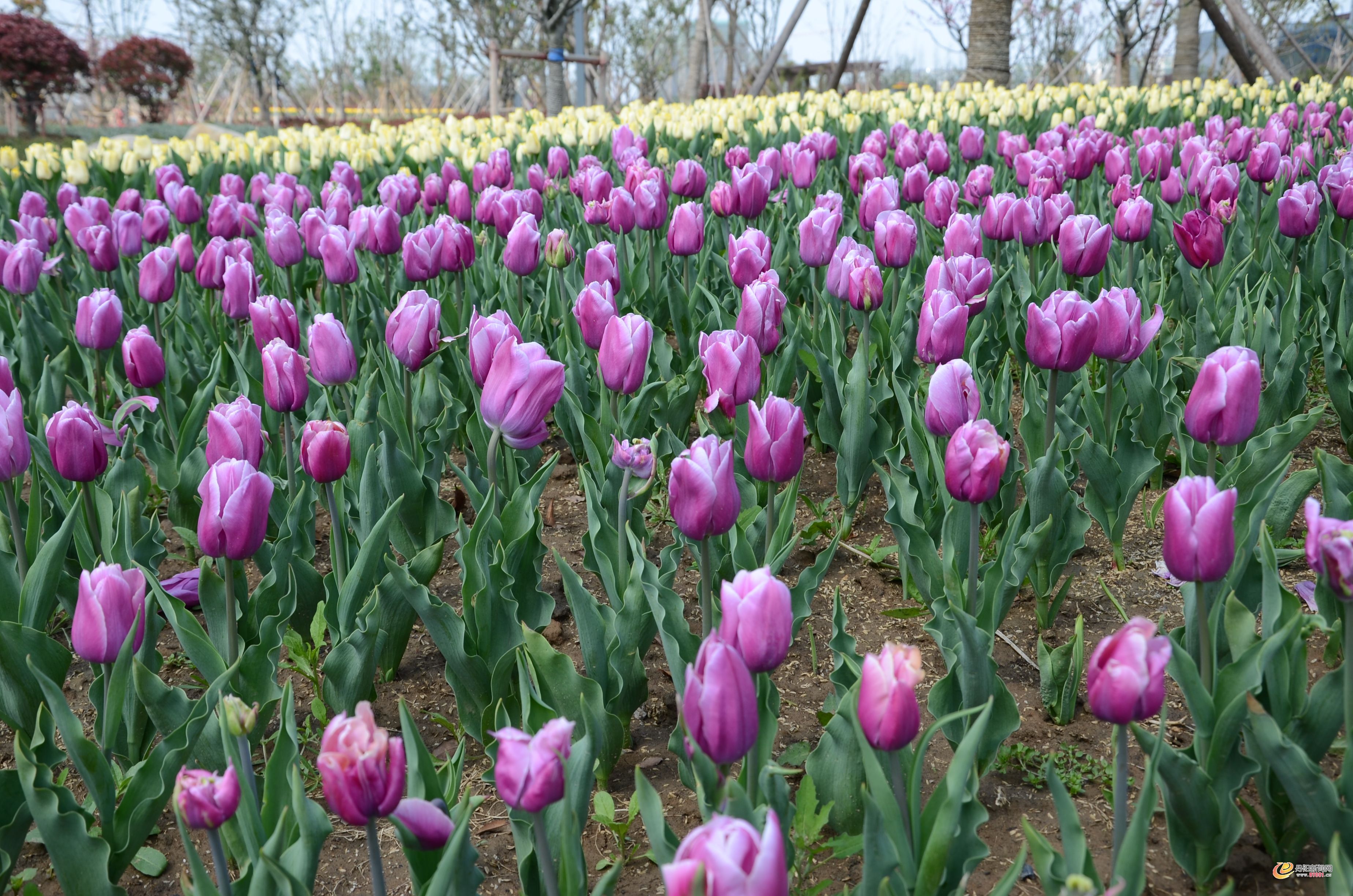 DSC_1846.JPG