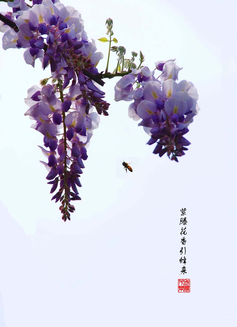 紫滕花香引蜂来.jpg