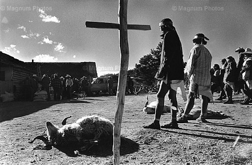 Villaggio di Choguita. Indio Tarahumaras, sacrificio di due cervi e un montone.jpg