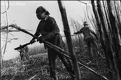 Cuba, Mariel. Raccoglitori di canna da zucchero.jpg