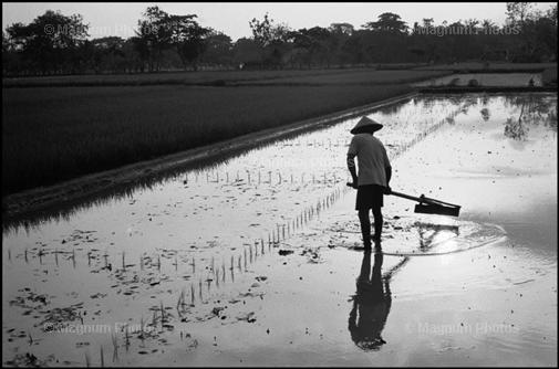 Indonesia, vicino Yogyakarta. Contadino in un campo di riso.jpg