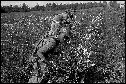 Carolina del Sud. Raccoglitori di cotone -1.jpg