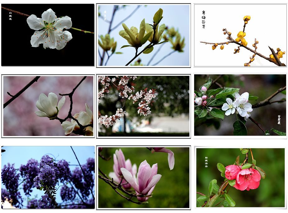 春天的花卉.jpg