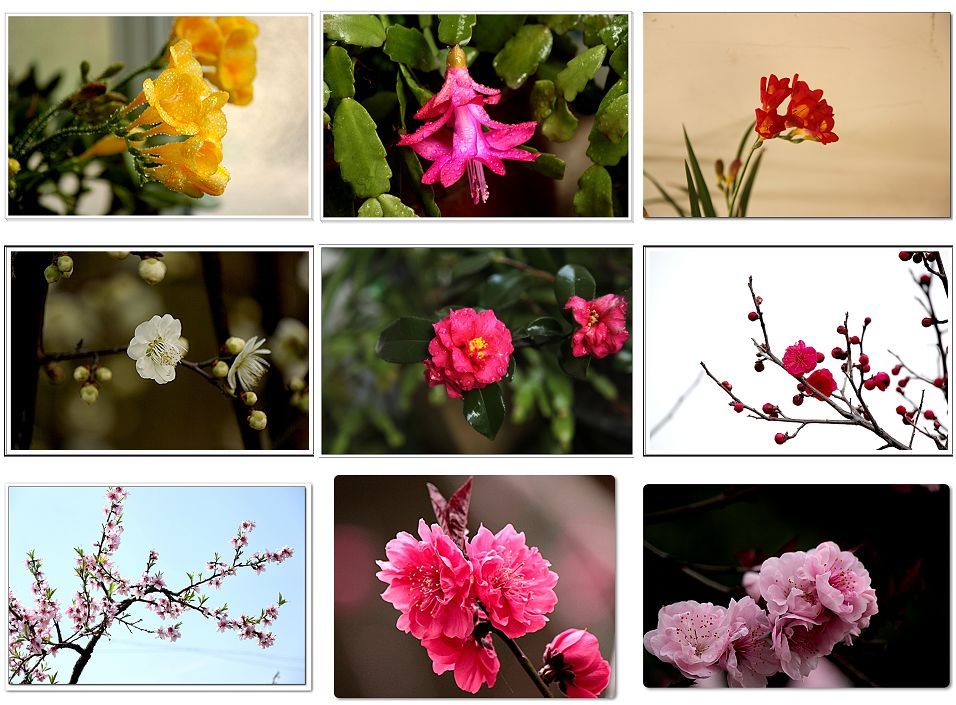春天的花卉3.jpg