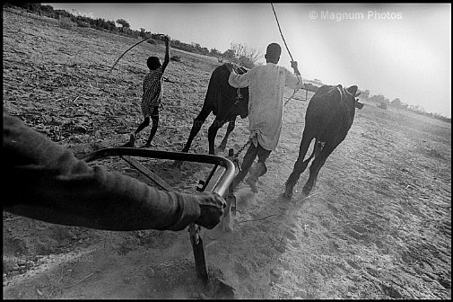 Niger, Safo. Lavorare la terra.jpg