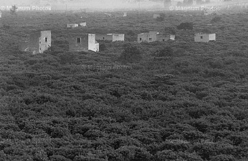 Bagheria. Campo di limoni.jpg