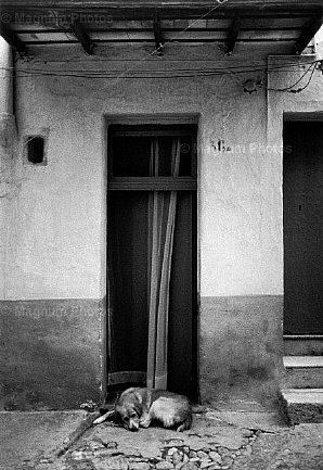 Bagheria. Cane di fronte la porta.jpg
