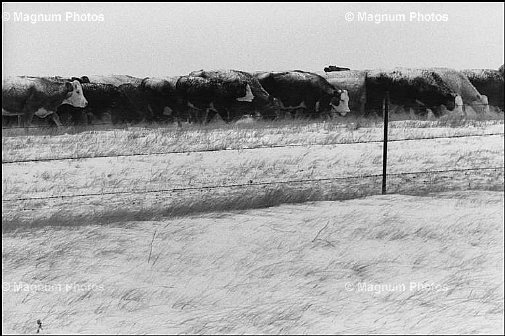 South Dakota, tra Cherry Creek e Bridger. Bisonti.jpg