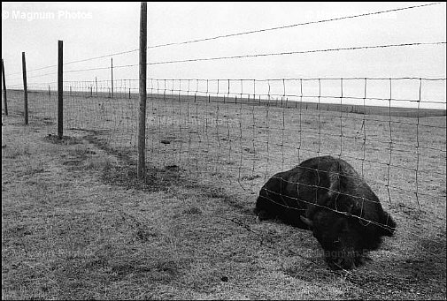 South Dakota, vicino Swiftbird. Un bisonte morto.jpg