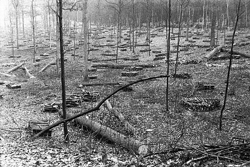 Francia, Meudon. Foresta.jpg