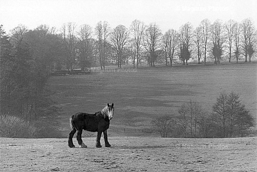 Gran Bretagna, regione del Shropshire.jpg