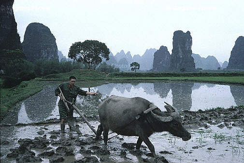 Provincia del Guanxi, Guilin. Il lavoro nei campi.jpg