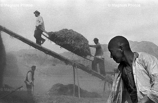 Provincia del Gansu. Raccolta del grano.jpg