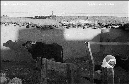 Turchia, provincia di Dijarbakir. Villaggio kurdo.jpg