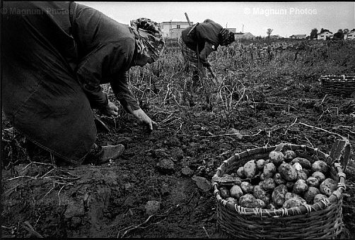 Bielorussia, Maiski. Raccoglitrici di patate.jpg