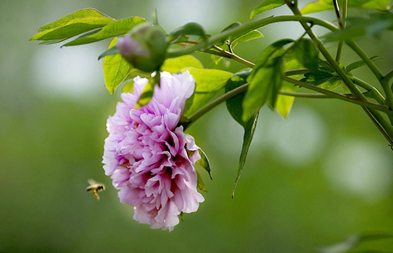 一等奖：捕捉春天   人淡如菊.jpg